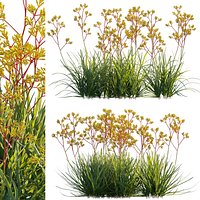 Grow FX - Anigozanthos flavidus - Kangaroo Paw 02