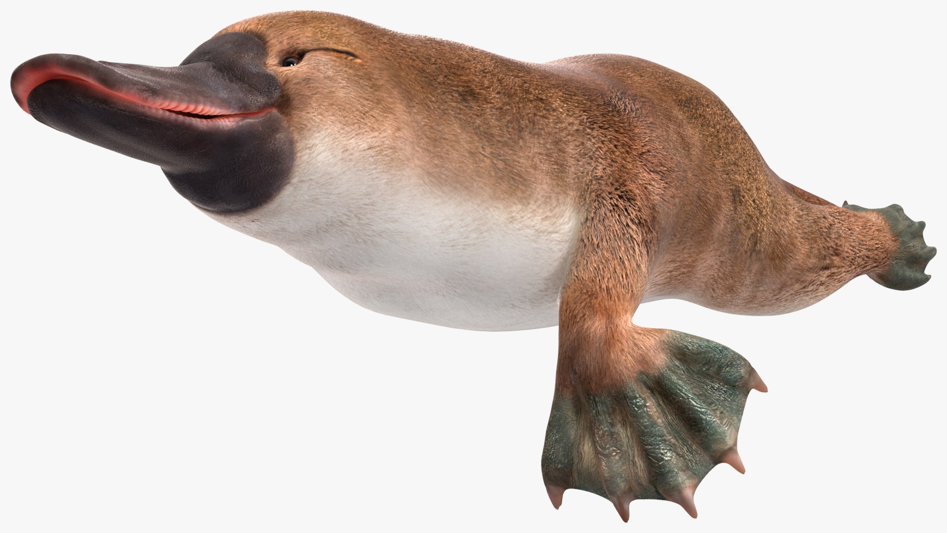 3D model Platypus Swimming Pose https://p.turbosquid.com/ts-thumb/Gs/vLHBS8/Bf/platypusswimmingposec4dmodel009/jpg/1700529125/1920x1080/fit_q87/bcdc534ba59de55b587470d01c95338b4bf256f0/platypusswimmingposec4dmodel009.jpg