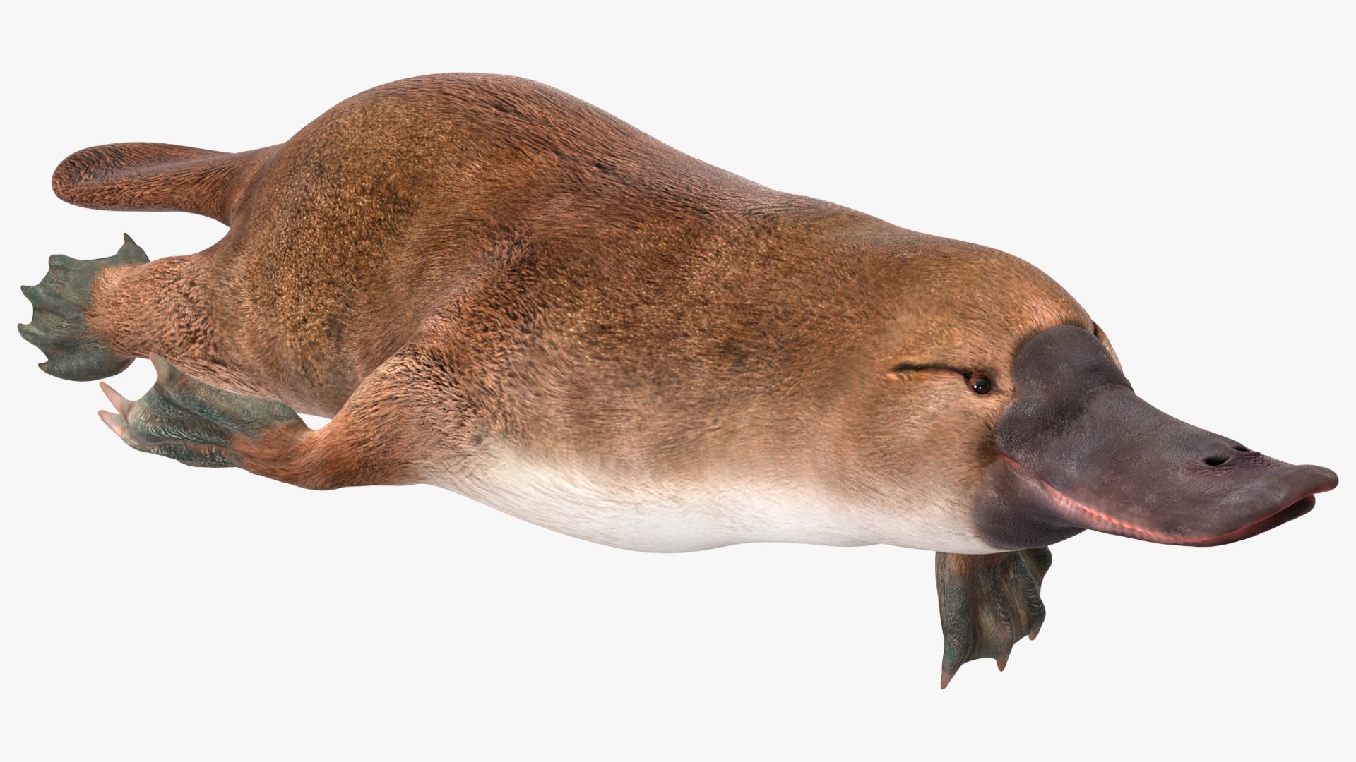 3D model Platypus Swimming Pose https://p.turbosquid.com/ts-thumb/Gs/vLHBS8/Ft/platypusswimmingposec4dmodel007/jpg/1700529118/1920x1080/fit_q87/2966a9d3006aecc44071dc17a94908fd4cf0435b/platypusswimmingposec4dmodel007.jpg