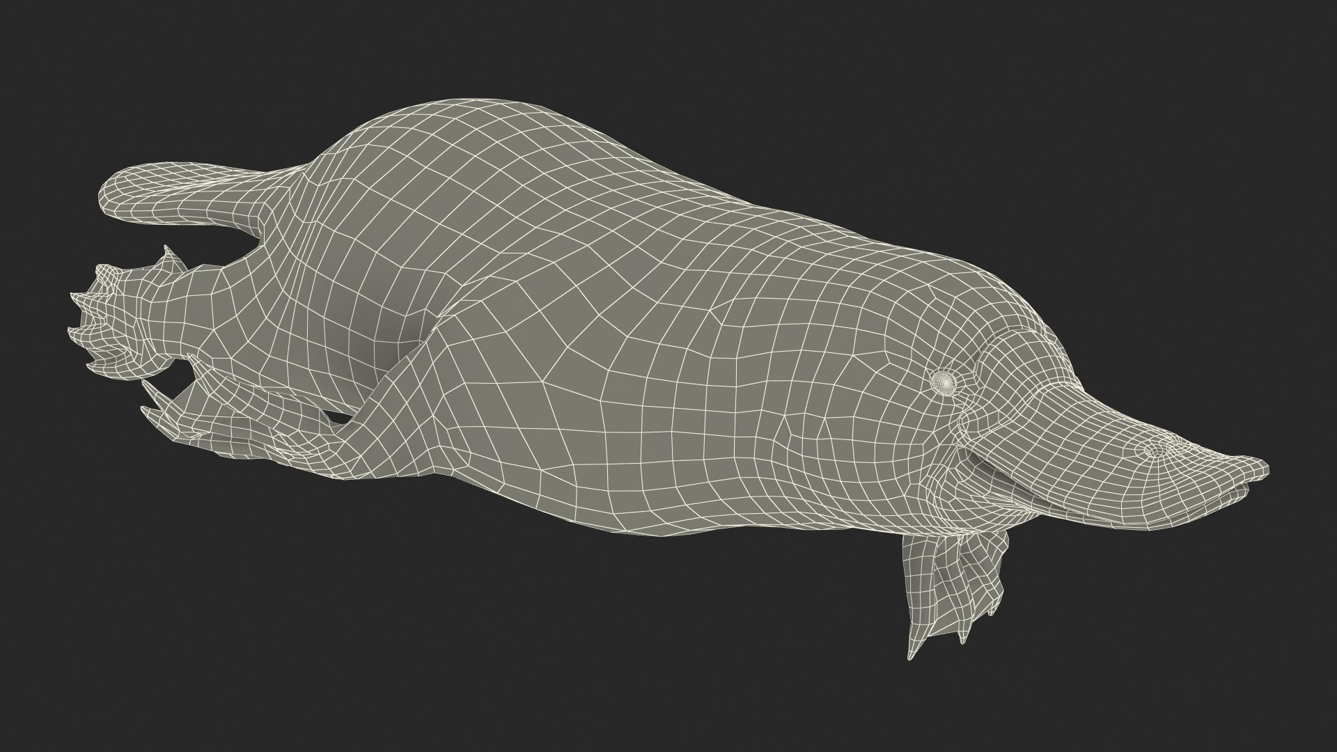 3D model Platypus Swimming Pose https://p.turbosquid.com/ts-thumb/Gs/vLHBS8/LU/platypusswimmingposec4dmodel025/jpg/1700529188/1920x1080/fit_q87/8f01db8560f79979b3e9048aa91a5602b8867443/platypusswimmingposec4dmodel025.jpg