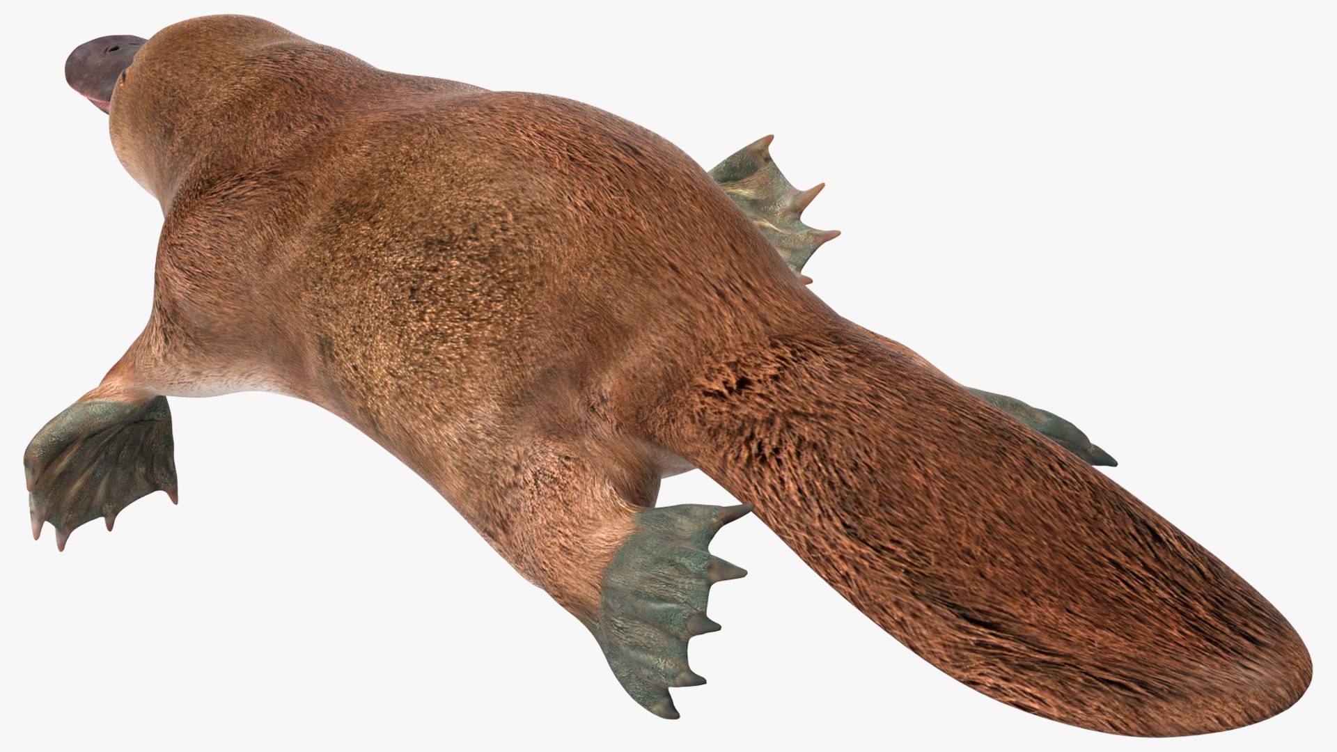3D model Platypus Swimming Pose https://p.turbosquid.com/ts-thumb/Gs/vLHBS8/SH/platypusswimmingposec4dmodel008/jpg/1700529121/1920x1080/fit_q87/147a1177071aa799e04d58c52efa73d64a9f150d/platypusswimmingposec4dmodel008.jpg