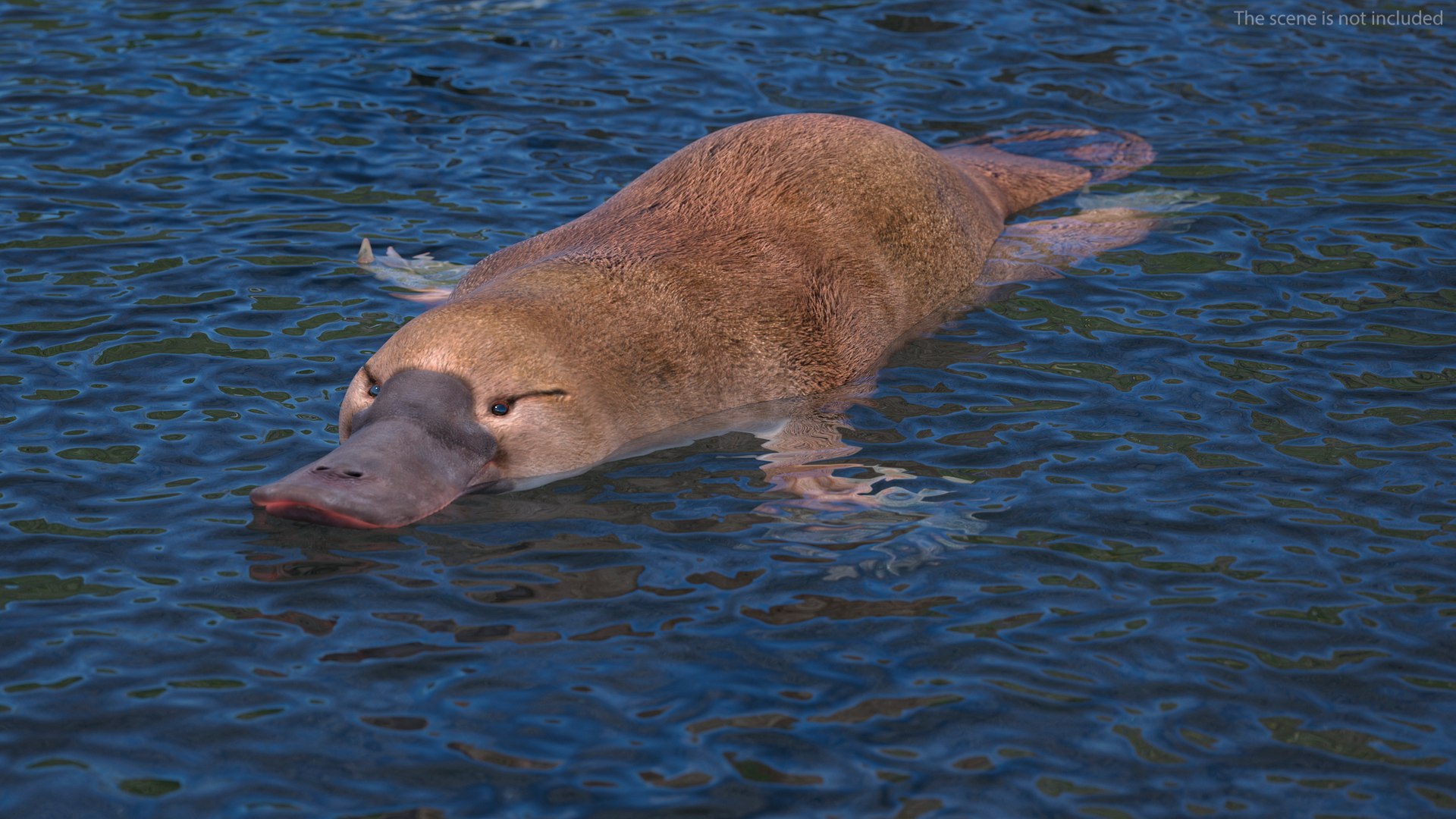 3D model Platypus Swimming Pose https://p.turbosquid.com/ts-thumb/Gs/vLHBS8/ZL/platypusswimmingposec4dmodel002/jpg/1700529094/1920x1080/fit_q87/b0f46365c128dd19ca28a3881ece22449ffa4c0c/platypusswimmingposec4dmodel002.jpg