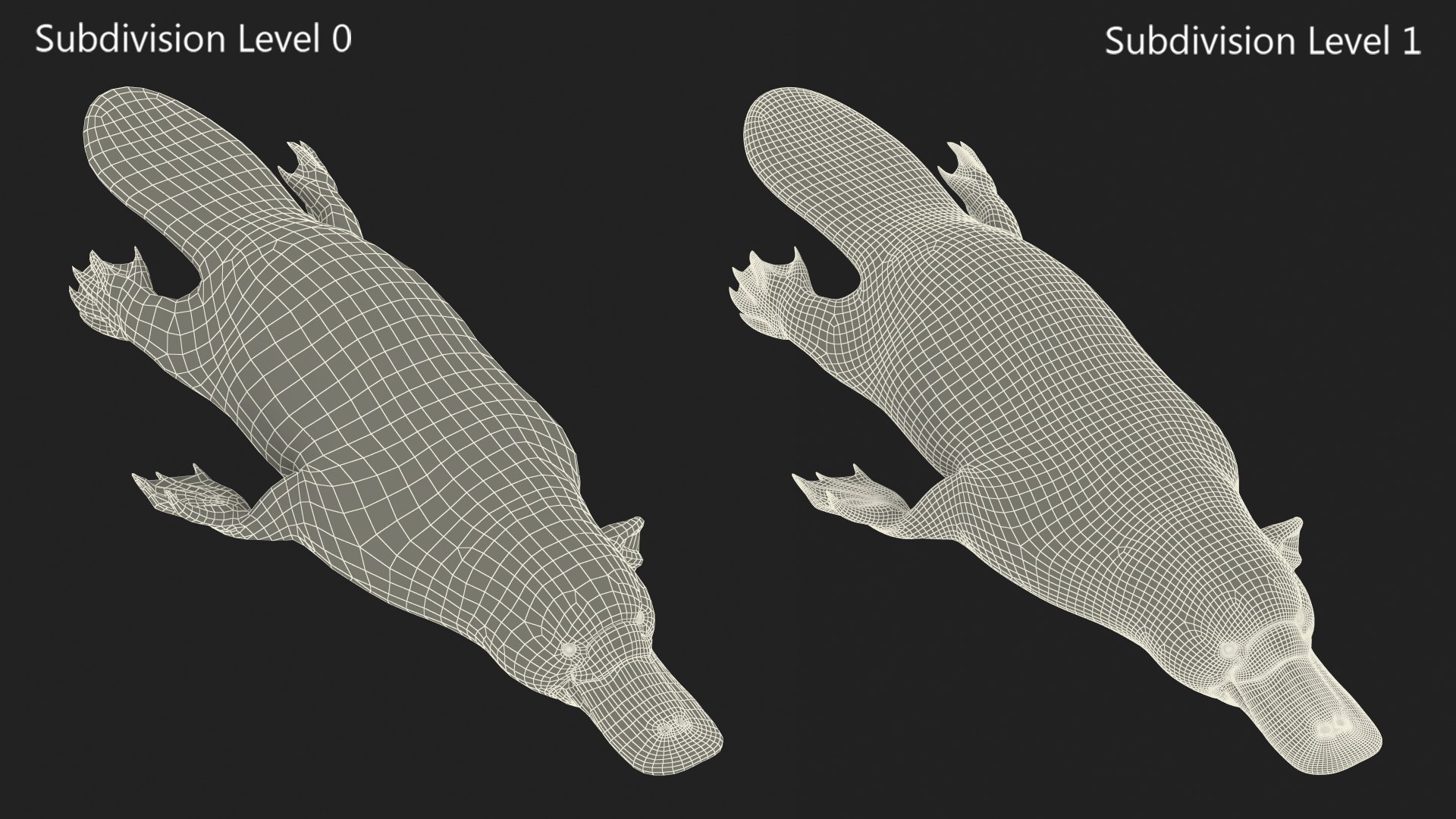 3D model Platypus Swimming Pose https://p.turbosquid.com/ts-thumb/Gs/vLHBS8/ZZ/platypusswimmingposec4dmodel017/jpg/1700529157/1920x1080/fit_q87/f25243700fdc2a7d7abee15624600a78cec8f894/platypusswimmingposec4dmodel017.jpg