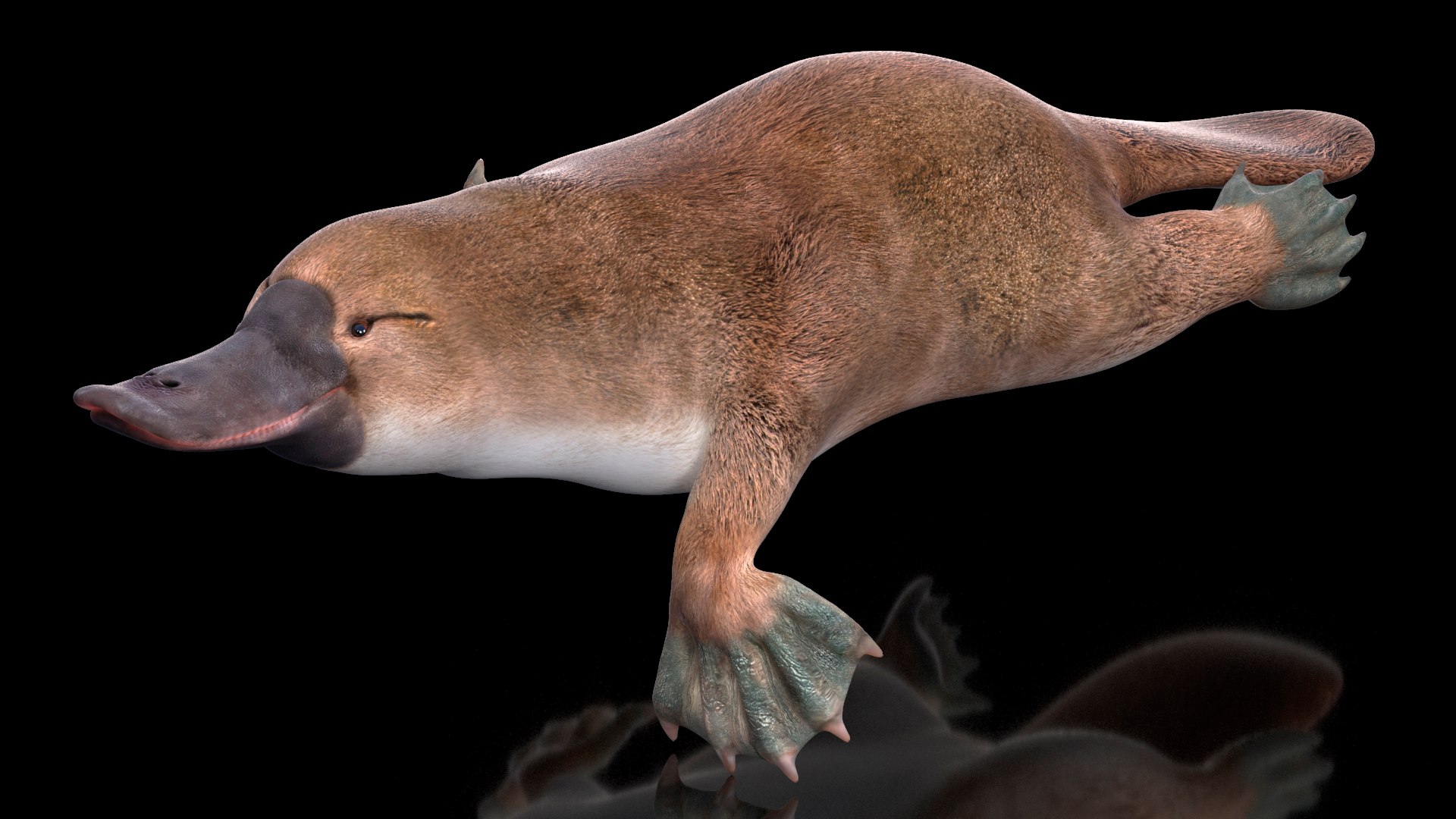 3D model Platypus Swimming Pose https://p.turbosquid.com/ts-thumb/Gs/vLHBS8/b4/platypusswimmingposec4dmodel005/jpg/1700529110/1920x1080/fit_q87/6b9cec8d43a0133b3f46d7320f6a5929fa086234/platypusswimmingposec4dmodel005.jpg