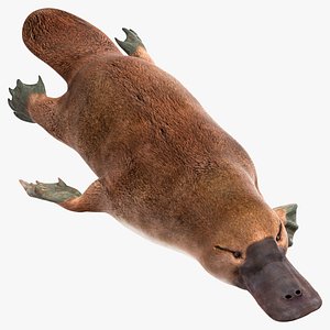 Platypus Swimming Pose