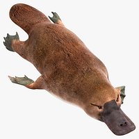Platypus Swimming Pose