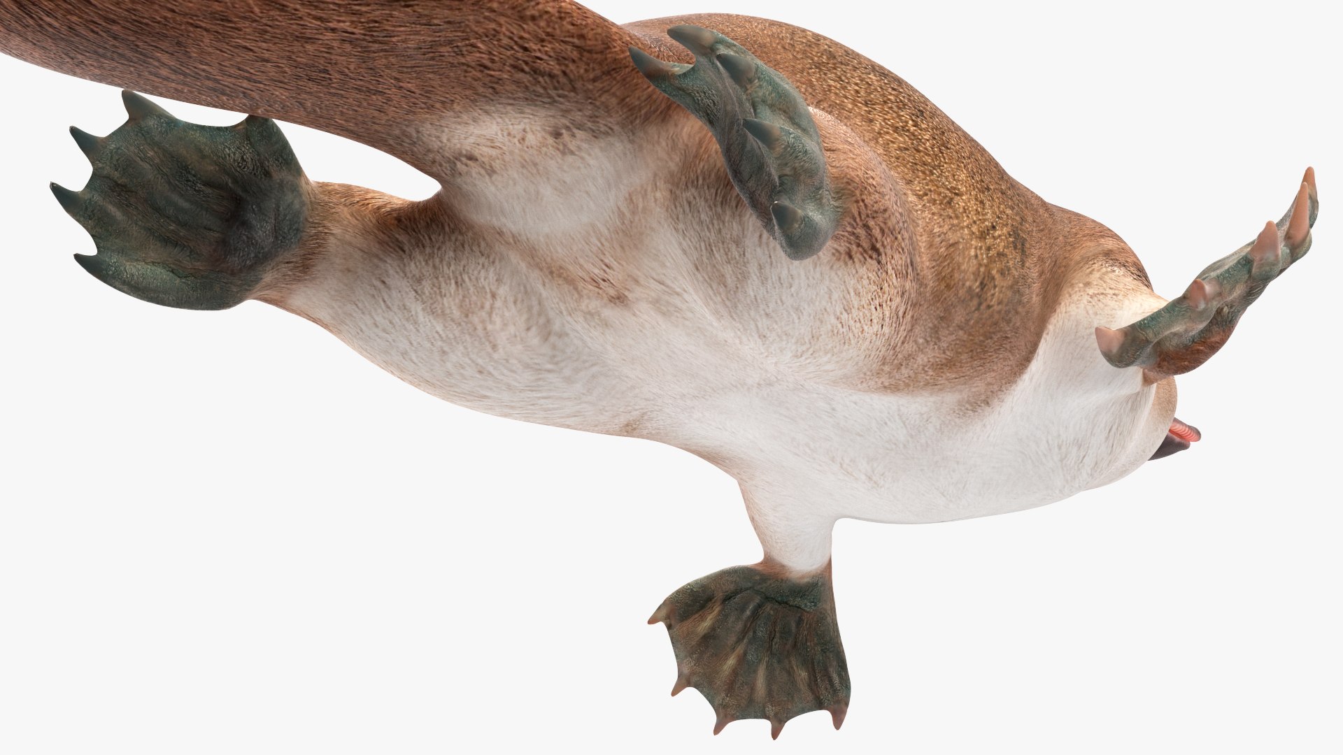 3D model Platypus Swimming Pose https://p.turbosquid.com/ts-thumb/Gs/vLHBS8/n6/platypusswimmingposec4dmodel012/jpg/1700529137/1920x1080/fit_q87/555d888cfe6b4022753ebe47284b6848093dad9b/platypusswimmingposec4dmodel012.jpg