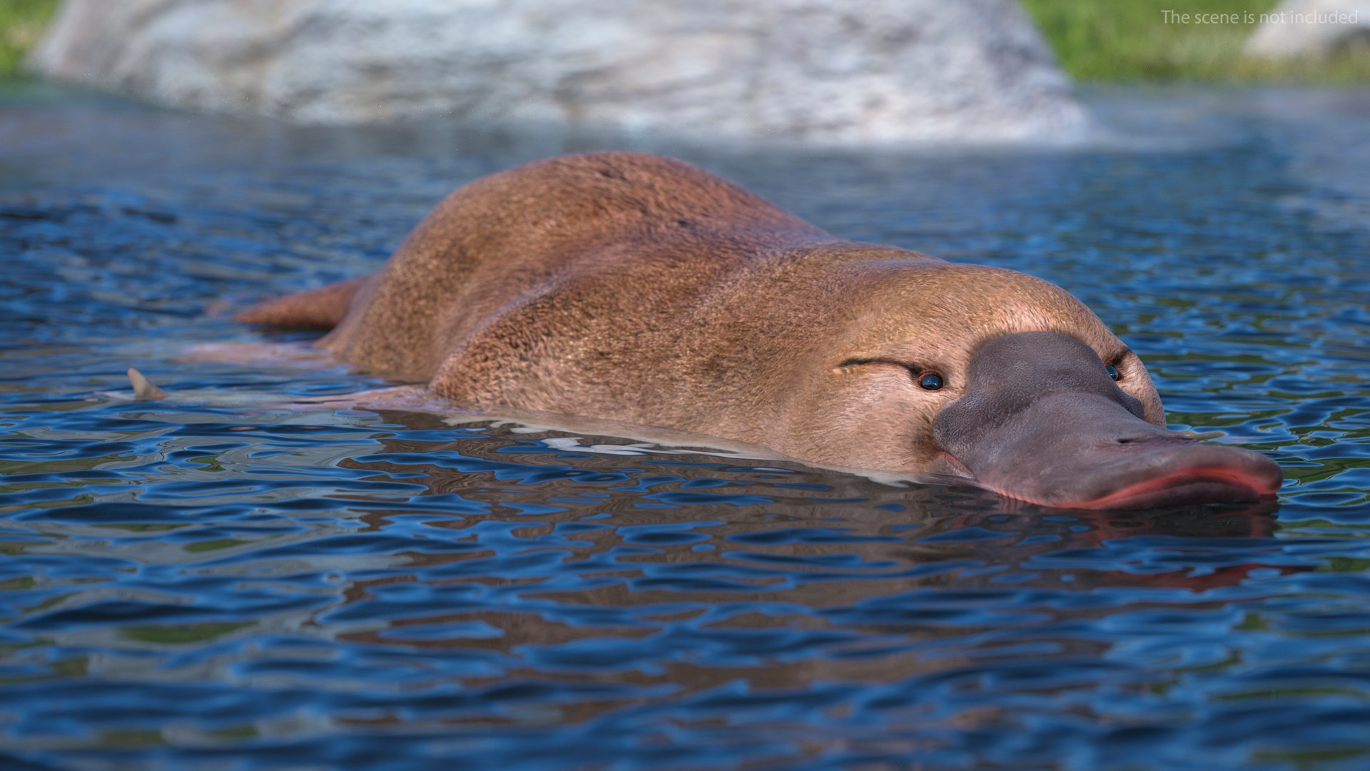 3D model Platypus Swimming Pose https://p.turbosquid.com/ts-thumb/Gs/vLHBS8/r7/platypusswimmingposec4dmodel003/jpg/1700529099/1920x1080/fit_q87/a393884f39a858cc3144b186847e4af05b5aaaec/platypusswimmingposec4dmodel003.jpg