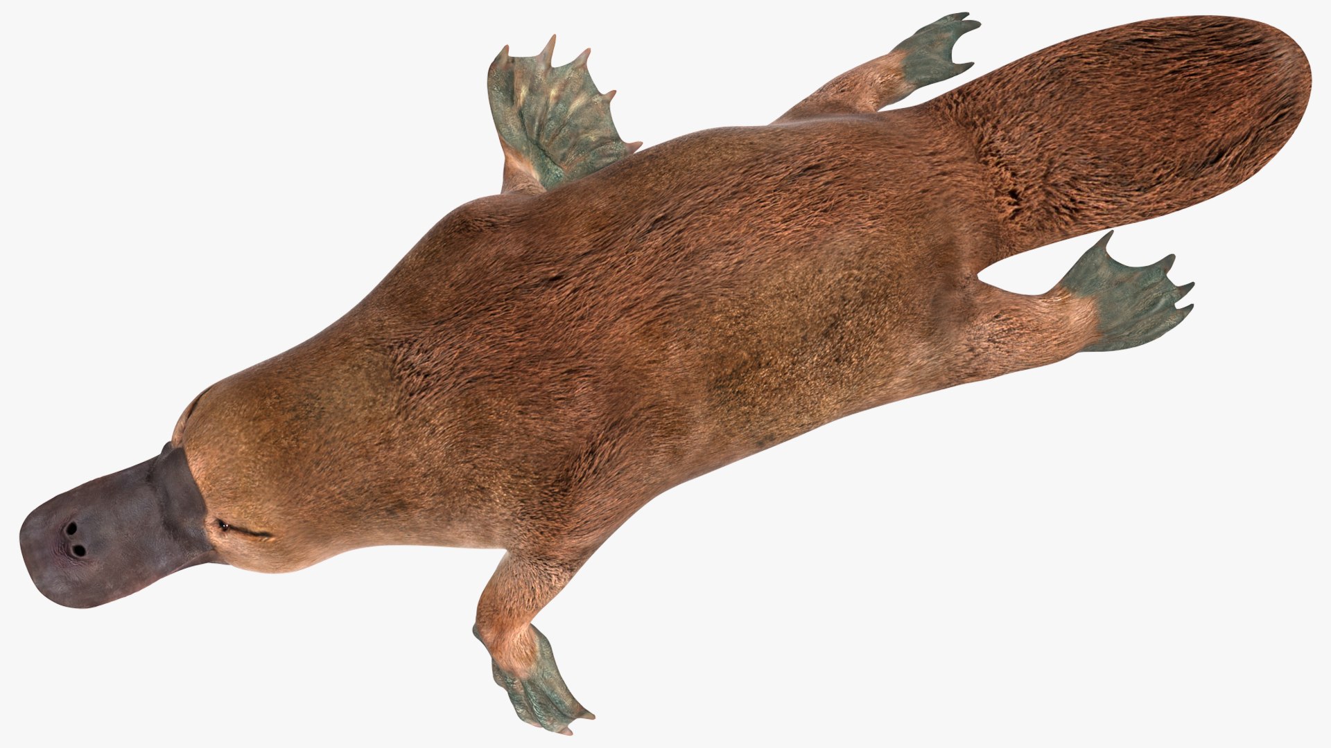 3D model Platypus Swimming Pose https://p.turbosquid.com/ts-thumb/Gs/vLHBS8/vl/platypusswimmingposec4dmodel010/jpg/1700529129/1920x1080/fit_q87/712a54444764a595acbe70a6a165a6272ba82dcc/platypusswimmingposec4dmodel010.jpg