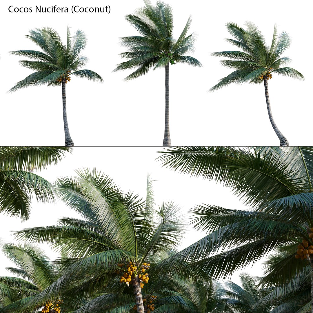 3D Cocos Nucifera Coconut 06 TurboSquid 1991827