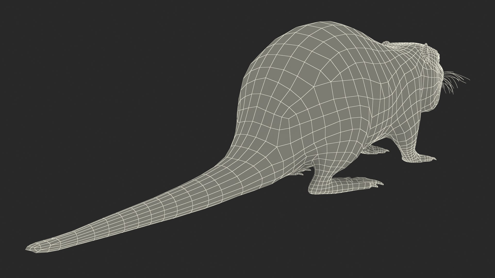 Nutria Model - TurboSquid 2181267