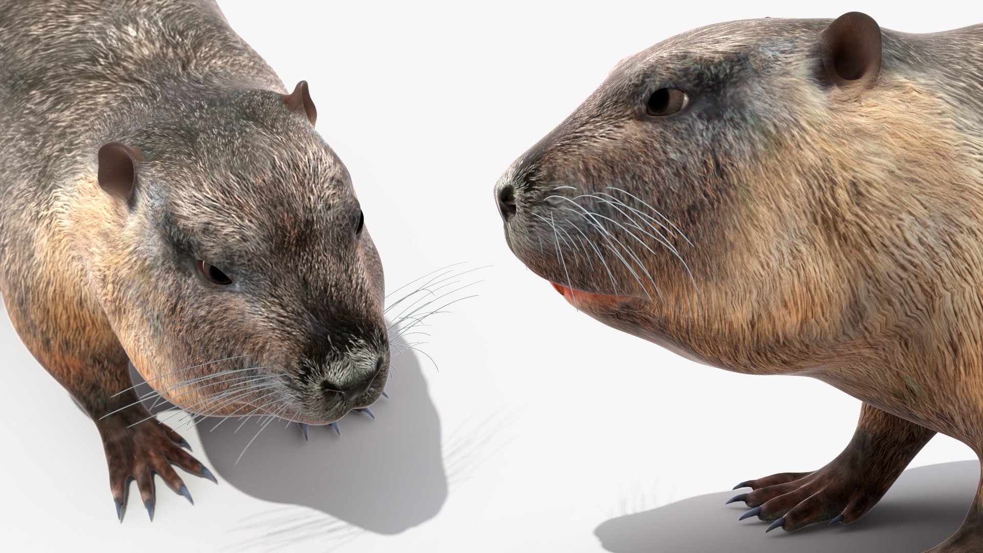 Nutria Model - TurboSquid 2181267