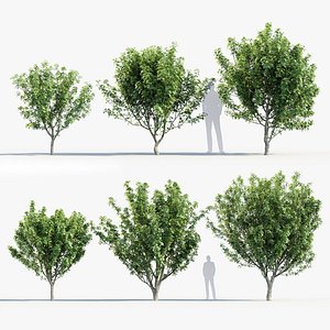 Japanese maple Acer palmatum 02 3D model