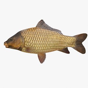 Carp