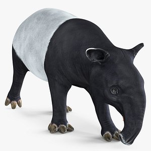 Tapir Walking Pose model