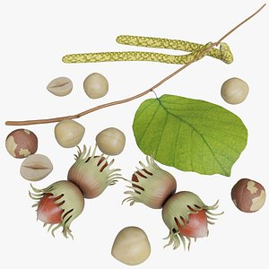 Hazelnuts 3D
