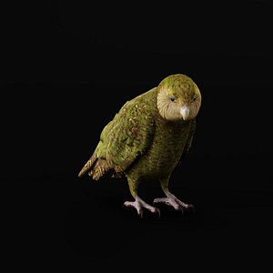 3D Kakapo Owl Parrot model
