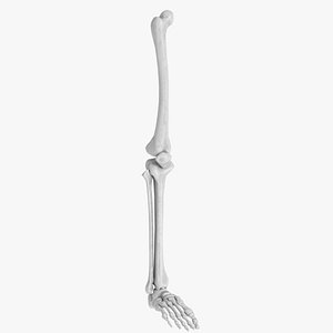human leg foot bones 3D model