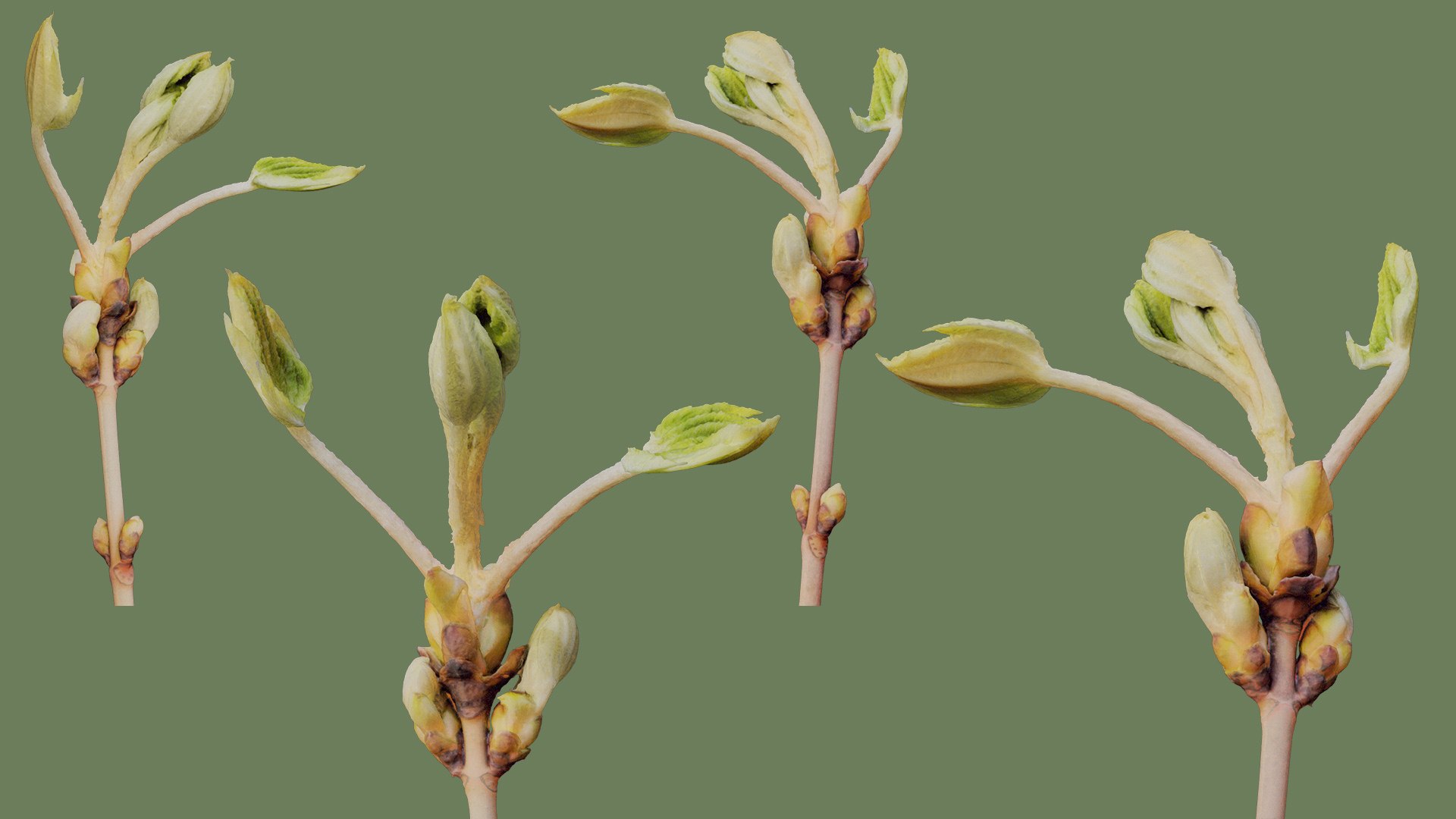 3D 25 Spring Sprouts - TurboSquid 2207973