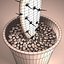 Cactus Pot 01