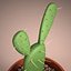 Cactus Pot 01