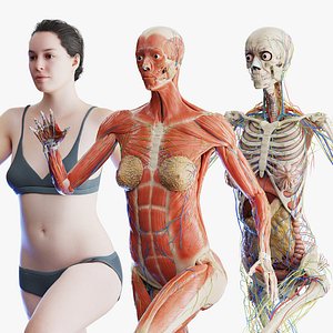 Rigged Human Female Anatomy Set