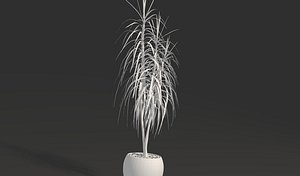 Dracaena (2)