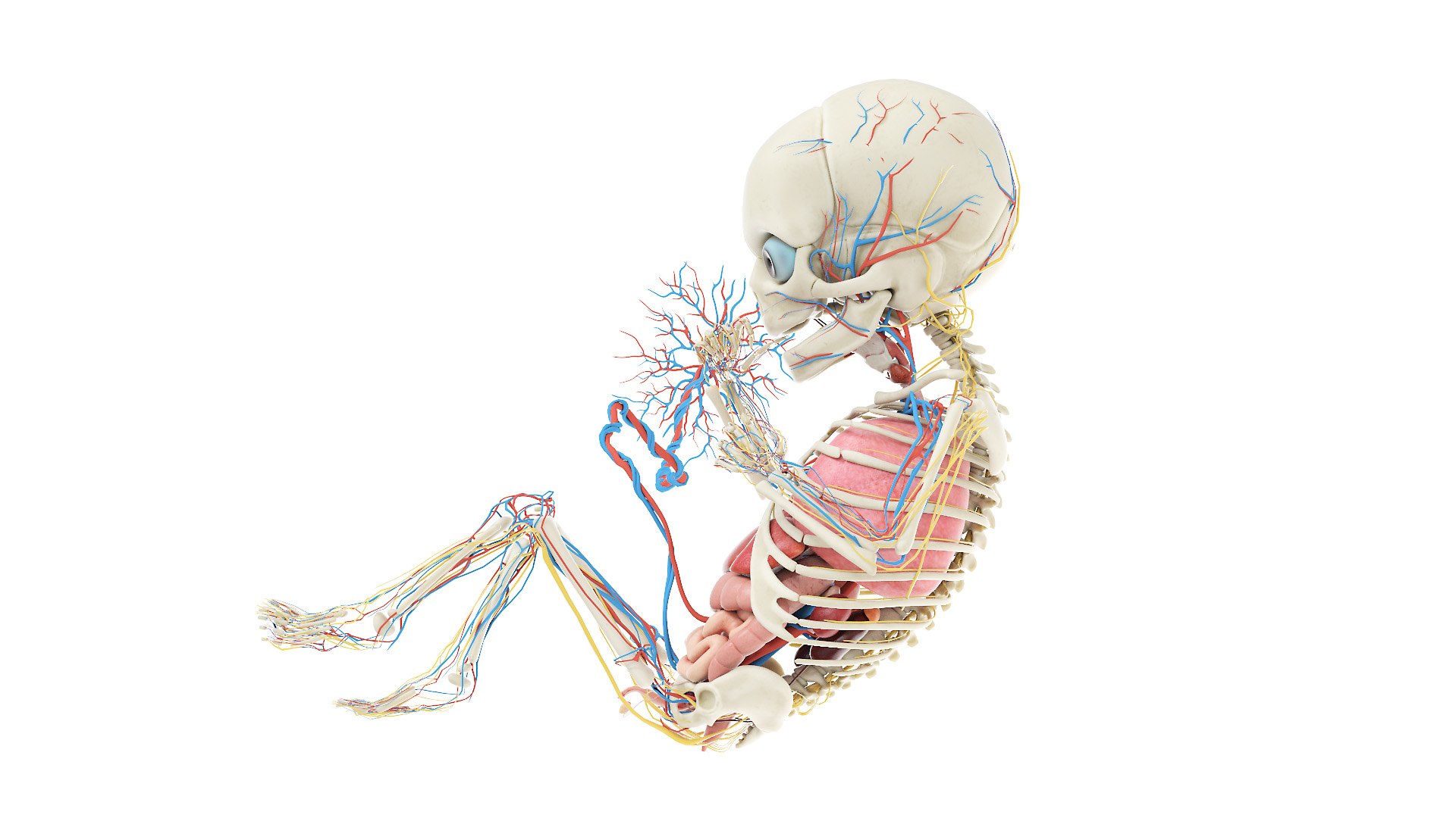 Fetus Anatomy Week 34 Static Model Biology Diagrams