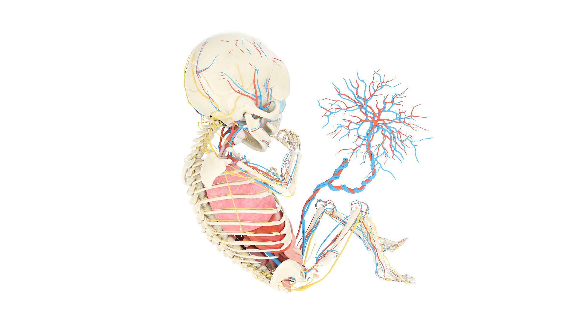 Fetus Anatomy Week 34 Static Model Biology Diagrams