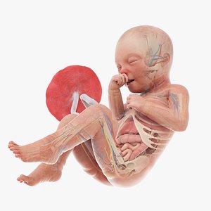 Fetus Anatomy Week 34 Static model