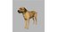 rhodesian ridgeback