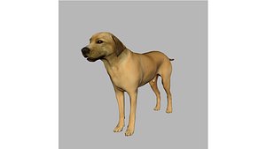 rhodesian ridgeback