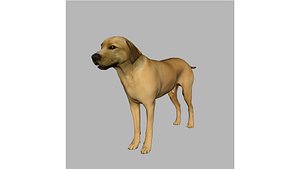 rhodesian ridgeback