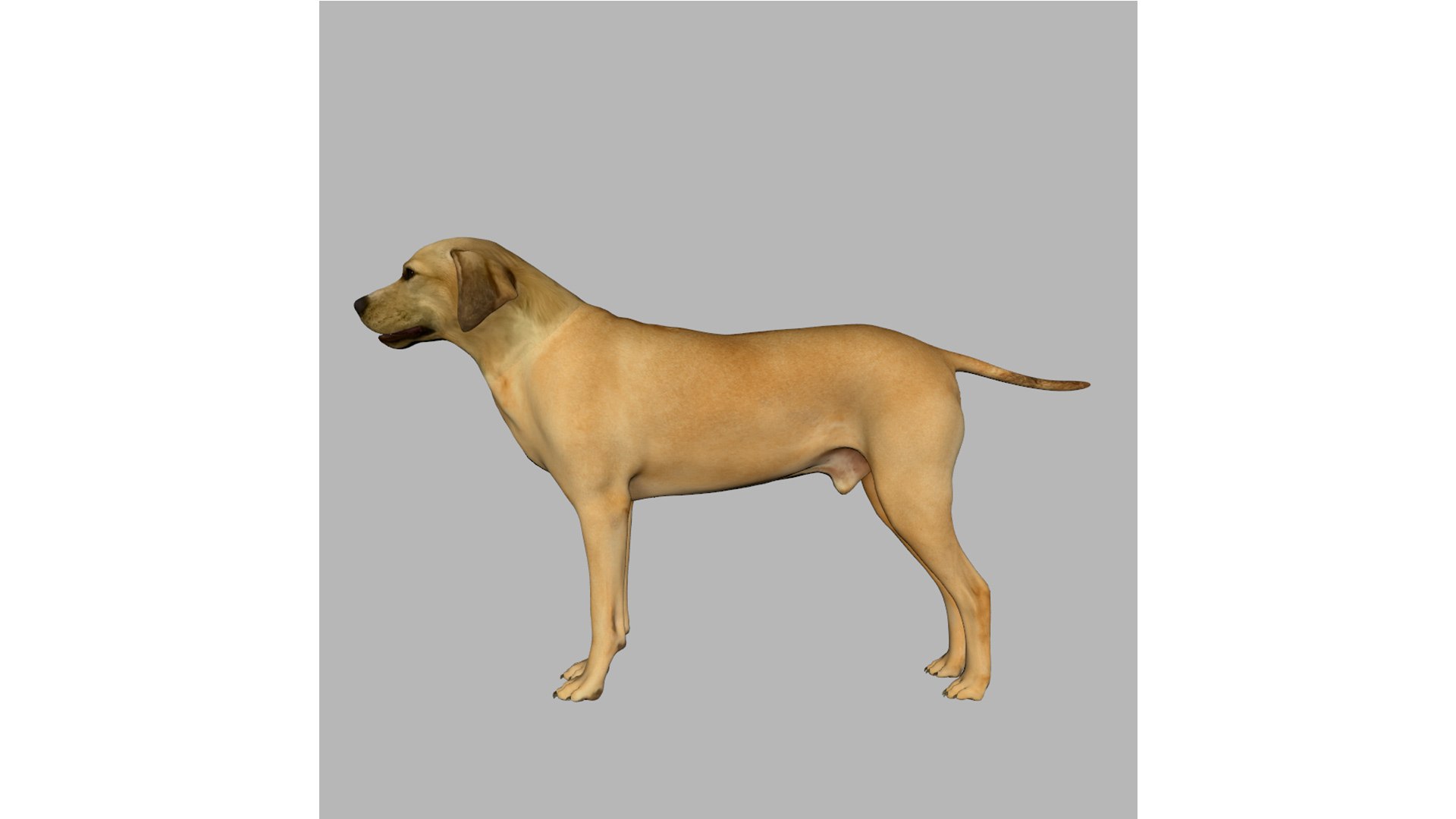 rhodesian ridgeback 3D https://p.turbosquid.com/ts-thumb/Gu/CoQSDO/8W/3/jpg/1634563807/1920x1080/fit_q87/bda3d175b88b13c5652fd0eaa92e40860f2723d2/3.jpg