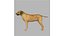 rhodesian ridgeback