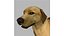 rhodesian ridgeback