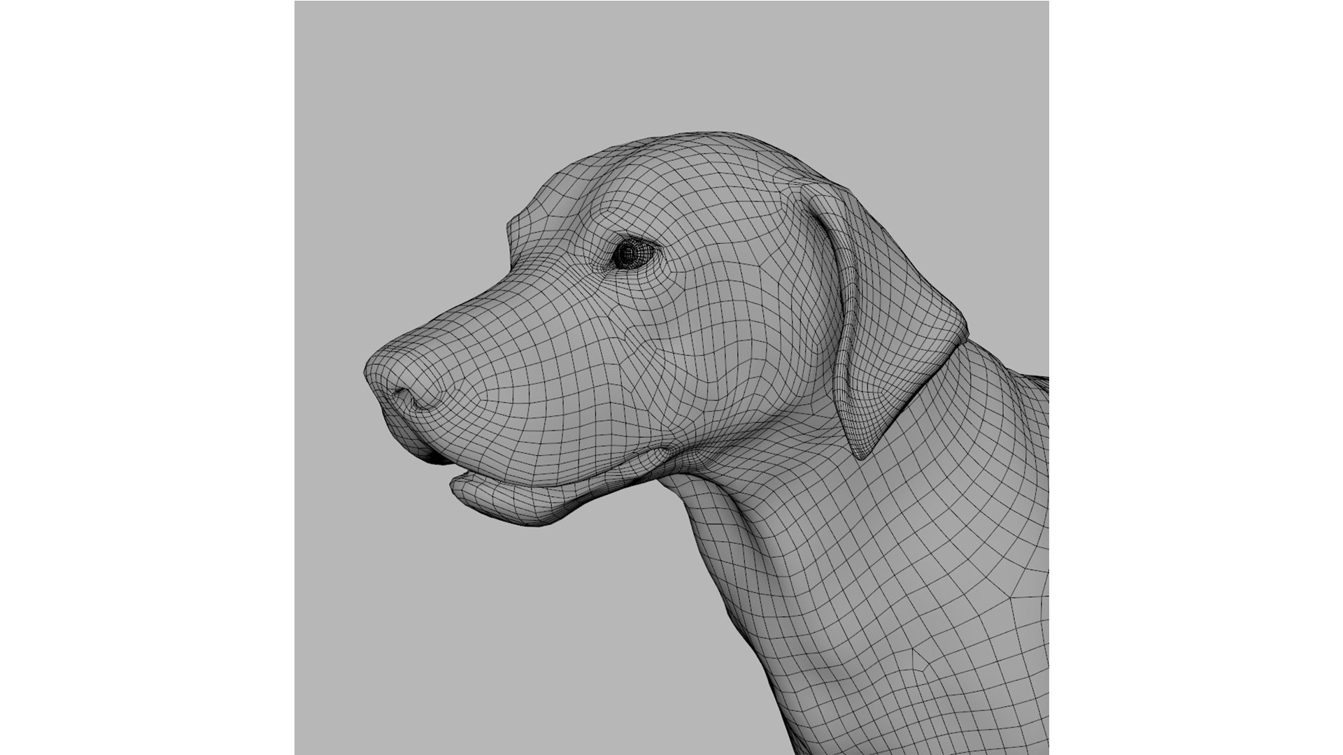 rhodesian ridgeback 3D https://p.turbosquid.com/ts-thumb/Gu/CoQSDO/EM/6/jpg/1634563807/1920x1080/fit_q87/9ea6ecc8509ff7c66fcf48095e4984d9202e9cf7/6.jpg