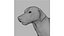 rhodesian ridgeback