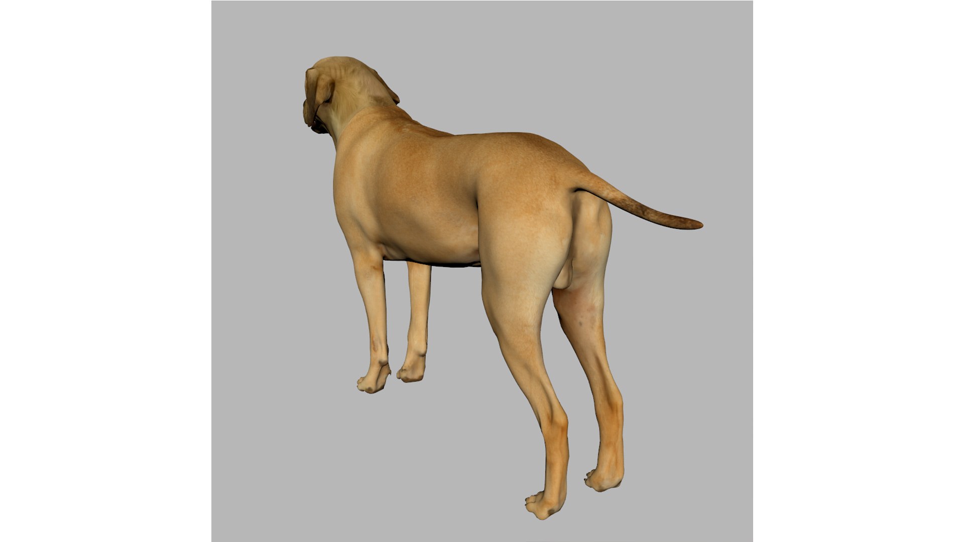 rhodesian ridgeback 3D https://p.turbosquid.com/ts-thumb/Gu/CoQSDO/bS/1/jpg/1634563807/1920x1080/fit_q87/0d8bb9b5a8a9b73a36bbf0b17a3cfeaa17d6631f/1.jpg