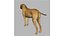 rhodesian ridgeback