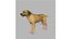 rhodesian ridgeback