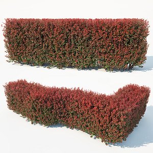 3D hedge berberis thunbergii model
