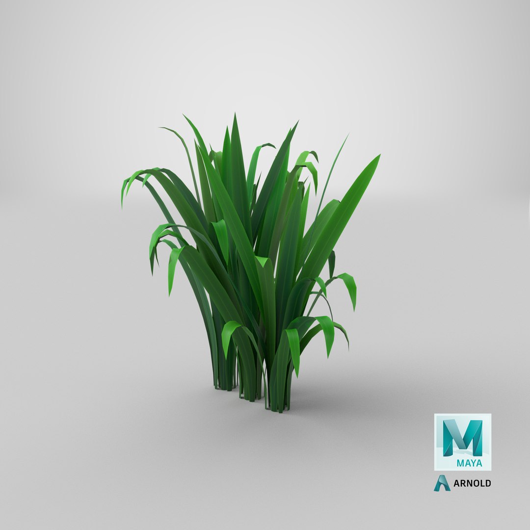 3D model Cartoon Long Grass 10 https://p.turbosquid.com/ts-thumb/Gu/mXp90d/tV/stemcell_maya_arnold_render/png/1679652009/1920x1080/fit_q87/0925b3737870fc0995a7ffce38bce7c0b9d8f461/stemcell_maya_arnold_render.jpg