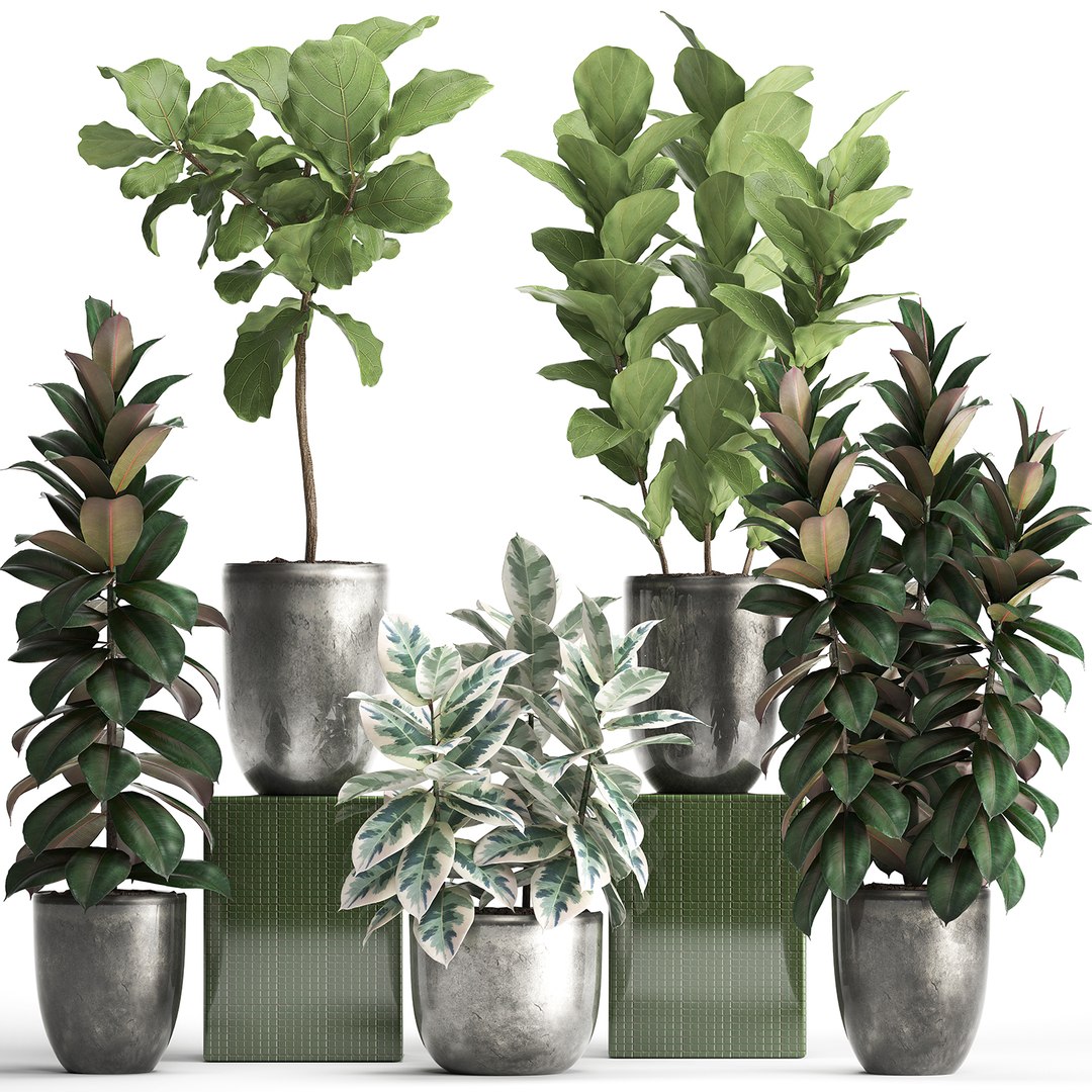 Houseplants Exotic Plants Ficus 3D - TurboSquid 1432476