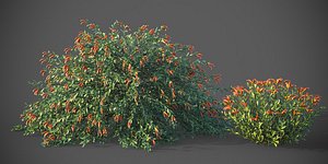 3D XfrogPlants Emu Bush - Eremophila Glabra