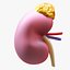 Human Kidney Anatomy Cross Section