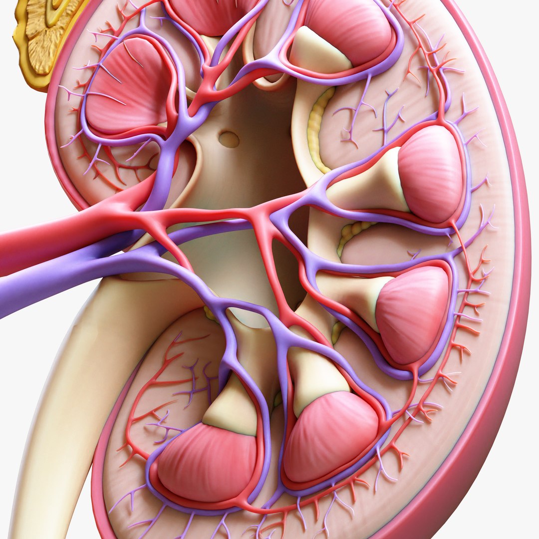 3D Human Kidney Anatomy Cross Section https://p.turbosquid.com/ts-thumb/Gv/ELjPFg/ZM/5/jpg/1682499922/1920x1080/fit_q87/f68312e4f0dffbda8474f06e1cba40d6f2d91a30/5.jpg