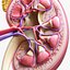 Human Kidney Anatomy Cross Section