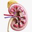 Human Kidney Anatomy Cross Section