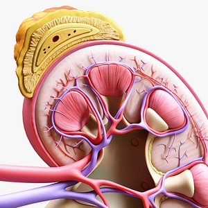 3D Human Kidney Anatomy Cross Section